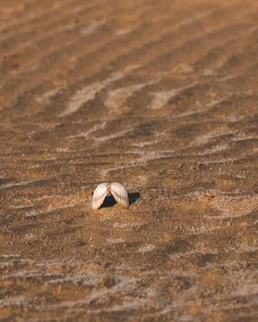 A shell on the sandy bottom of a shallow pond Foto stock