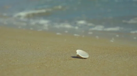 Shell on sandy ocean beach 스톡 동영상 10849215