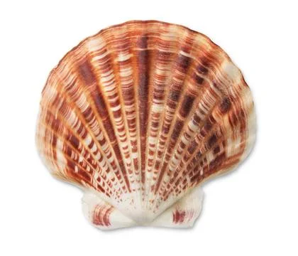 Shell Scallop sea shell isolated on white Copyright: xZoonar.com/AntonxSta... Stock Photos
