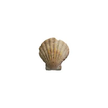 Shell with scratches on white background Stock Photos