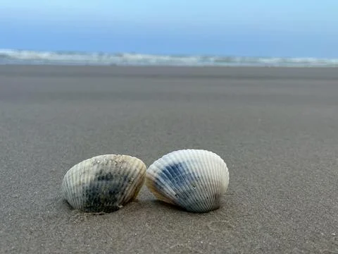Shell sea on the beach Fotos de archivo