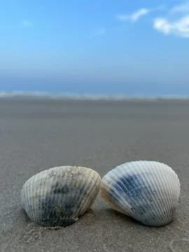 Shell sea on the beach Фото