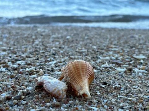 Shell sea on the beach Fotos de archivo