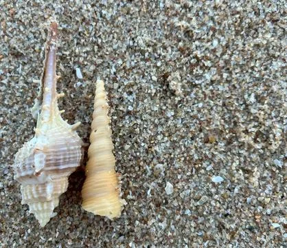 Shell sea on the beach 写真素材