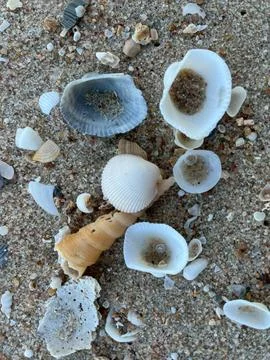 Shell sea on the beach 库存照片