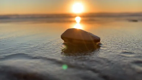 Shell at sea during sunset Stock Footage 120506017