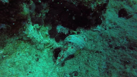 Α shell in the sea Stock Footage 240083044
