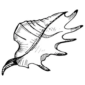 Shell sea icon. Vector illustration of a seashell. Hand drawn shell. Stock Illustration