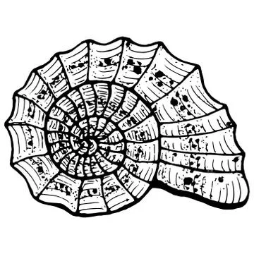 Shell sea icon. Vector illustration of a seashell. Hand drawn shell. イラスト素材