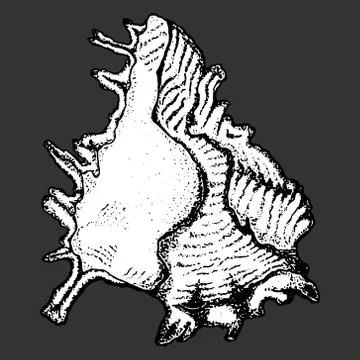 Shell sea icon. Vector illustration of a seashell. Hand drawn shell. Illustrazione stock
