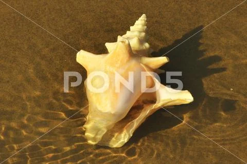 Shell sea mollusk on the sandy shoal Stock Photos