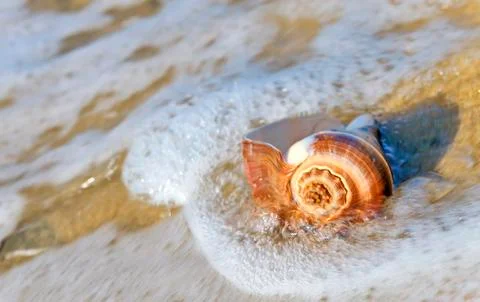 Shell in the sea Stock Photos