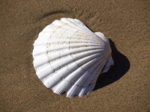 Shell in the sea Stock Photos