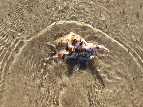 Shell in the sea Stock Photos
