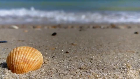 Shell sea sand Stock Footage 87906679