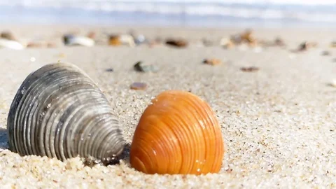 Shell sea sand Stock Footage 87906689