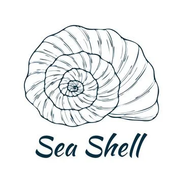 Shell, sea shell, ocean nature water underwater vector. Hand drawn nautical.. Illustrazione stock