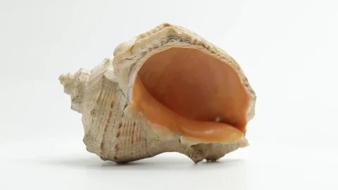 Shell. sea ​​shell. seashell rotates. seashell rotates on a white background Stock Footage 129697393