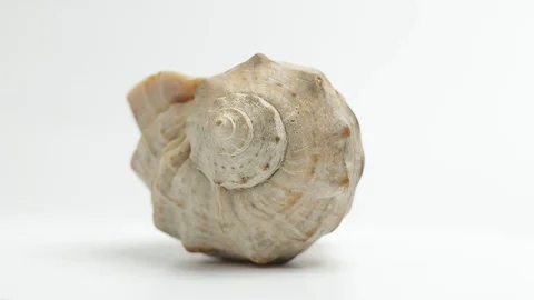 Shell. sea ​​shell. seashell rotates. seashell rotates on a white background Stock Footage 129697575