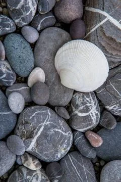 Shell on the sea shingle shore, closeup Stock Photos