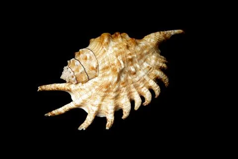 Shell of a sea snail on a black background Stock Photos