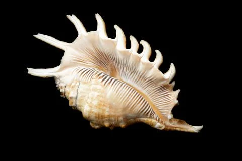 Shell of a sea snail on a black background Foto stock