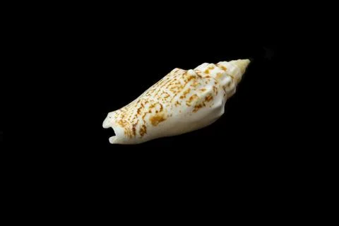 Shell of a sea snail on a black background 库存照片