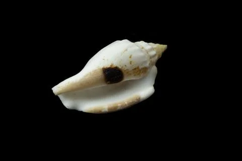 Shell of a sea snail on a black background Foto stock
