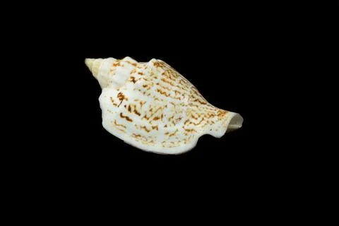 Shell of a sea snail on a black background Foto stock