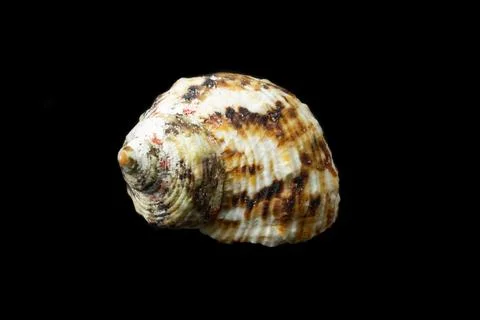 Shell of a sea snail on a black background 库存照片