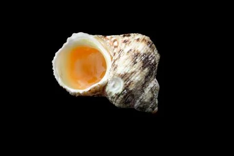 Shell of a sea snail on a black background Foto stock