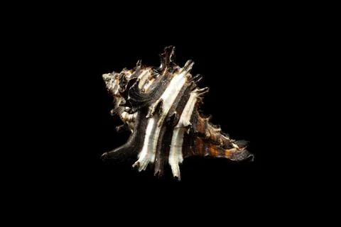 Shell of a sea snail on a black background Foto stock
