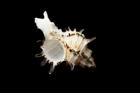 Shell of a sea snail on a black background 库存照片