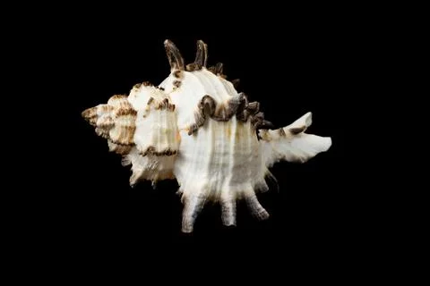 Shell of a sea snail on a black background Foto stock