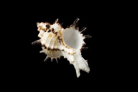 Shell of a sea snail on a black background Foto stock