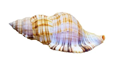 Shell of sea snail Stock Photos
