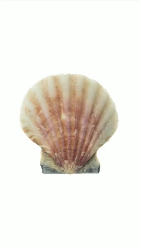 The shell of a sea snail on a white isolated background 스톡 동영상 301101768