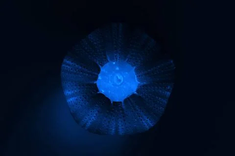 Shell of the sea urchin Echinoidea, computer processing shell of the sea u... Stock Photos