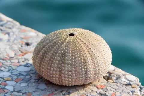 Shell of sea urchin Stock Photos