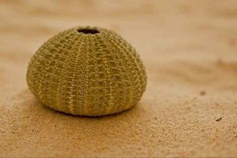 Shell of a Sea urchin Stock-Fotos