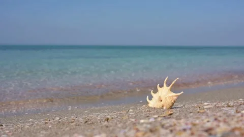 Shell on the seashore. Seascape. Stock Footage 228458623