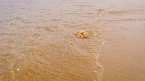 Shell on the seashore. Selective focus. Video stock 153985205