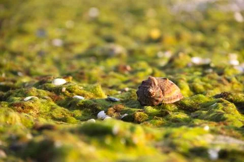 Shell with seaweed Foto stock