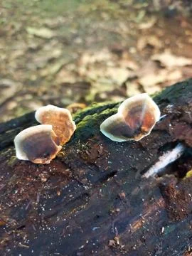 Shell-Shaped Mushrooms on a Log Stock Photos