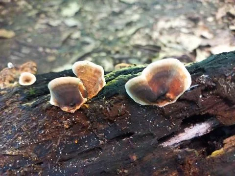 Shell-Shaped Mushrooms on Tree Trunk Stock Photos