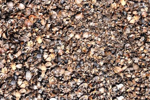 Shell shell texture background Stock Photos
