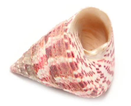 Shell shell on a white background ,model released, Symbolfoto ,property re... Stock Photos