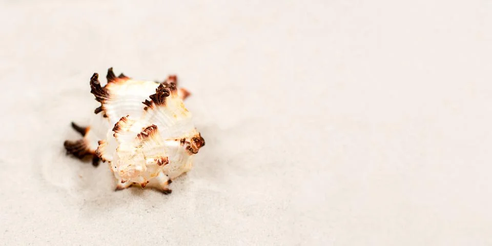 Shell, shells, panama, hat, rest, seashell, summer, marine, holiday, copyspace Stock-Fotos
