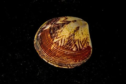 A shell is shown in a black background Stock Photos