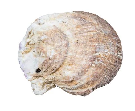 A shell is shown in a close up Stock Photos
